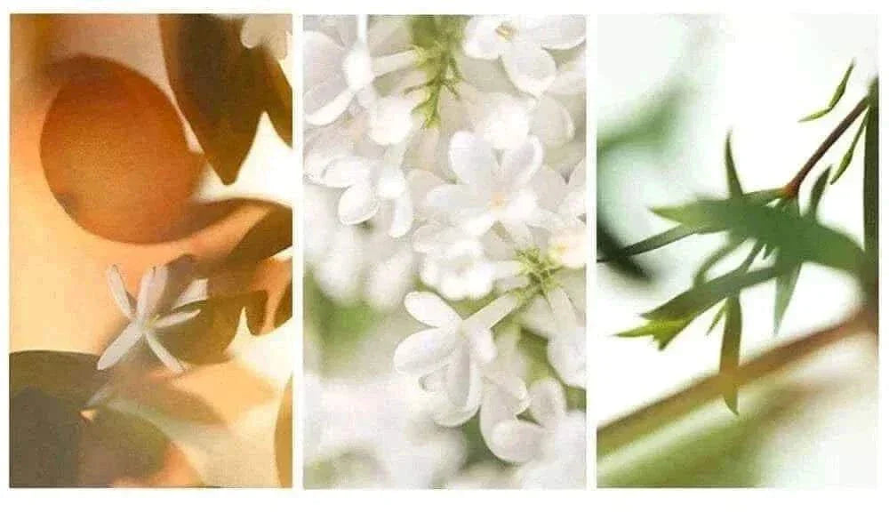 Perfume For Men-Men Perfume Gift.